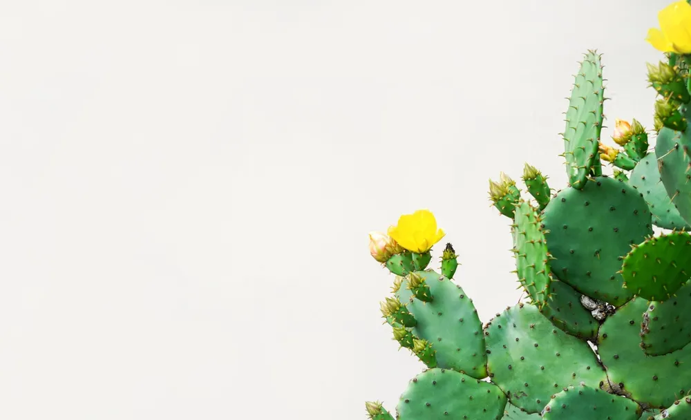 prickly pear oil for hair
